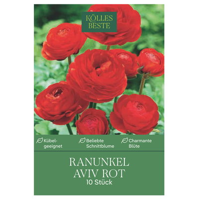 Kölles Beste Ranunkel Aviv rot, 10 Blumenknollen