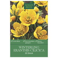 Winterlinge (Eranthis Cilicica) gelb, 20 Blumenzwiebeln