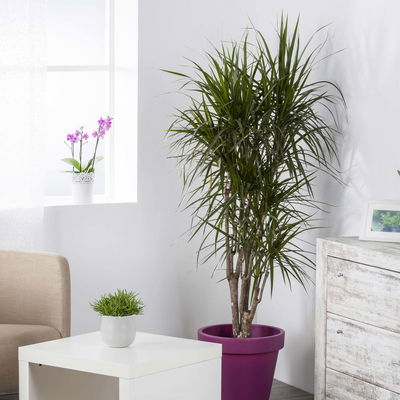 Gerandeter Drachenbaum, verzweigt, Topf-Ø 24 cm, Höhe ca. 100 cm Gerandeter Drachenbaum, verzweigt, Topf-Ø 24 cm, Höhe ca. 100 cm