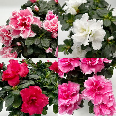 Azalee 'Vogel' Mix, gefüllt, Topf-Ø 11 cm, Höhe ca. 20 cm, 8 Pflanzen Azalee 'Vogel' Mix, gefüllt, Topf-Ø 11 cm, Höhe ca. 20 cm, 8 Pflanzen