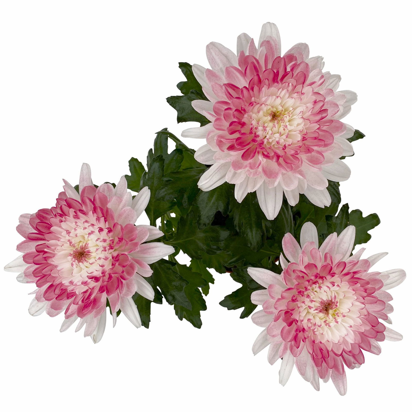 Chrysantheme 'Zembla Make-Upz® Heart Mix, Farben zufällig, Topf-Ø 13 cm, 3er-Set