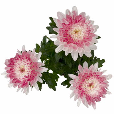 Chrysantheme 'Zembla Make-Upz® Heart Mix, Farben zufällig, Topf-Ø 13 cm, 3er-Set Chrysantheme 'Zembla Make-Upz® Heart Mix, Farben zufällig, Topf-Ø 13 cm, 3er-Set