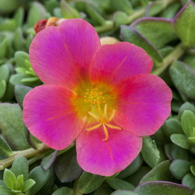 Portulaca T12 'Nano', rosa/pink (*) Portulaca T12 'Nano', rosa/pink (*)