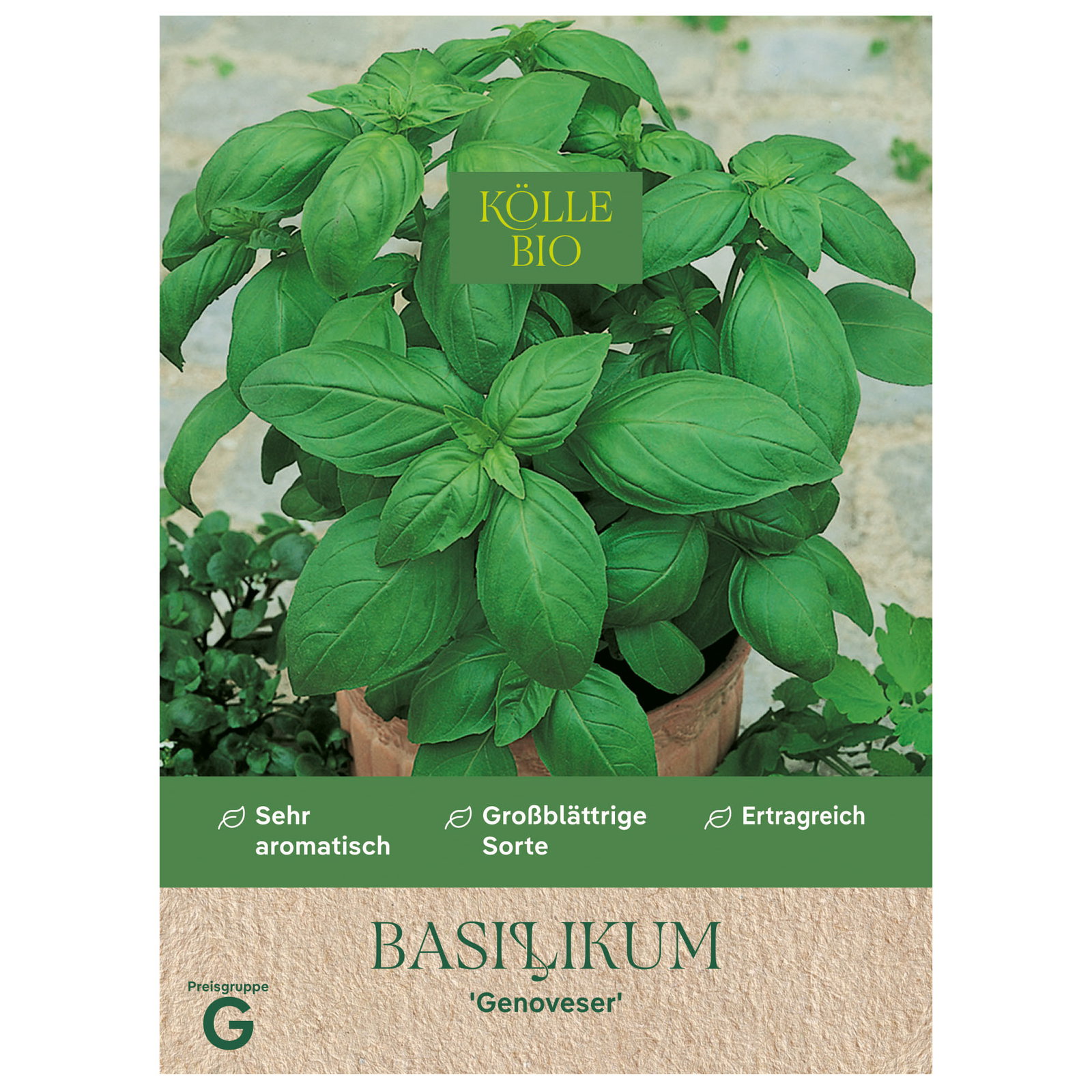Bio Basilikum 'Genoveser'