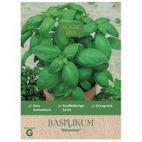 Bio Basilikum 'Genoveser' Bio Basilikum 'Genoveser'