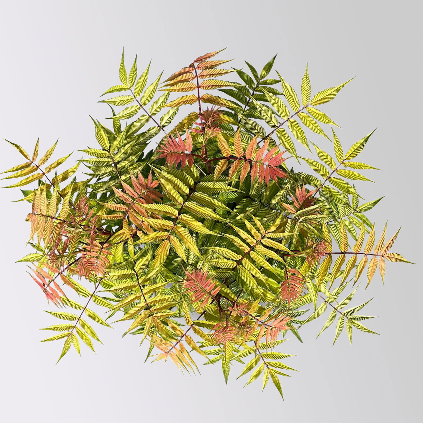 Niedrige Fiederspiere, Sorbaria sorbifolia 'Sem'(s), cremeweiß, Topf 5 l