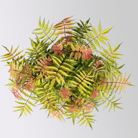 Niedrige Fiederspiere, Sorbaria sorbifolia 'Sem'(s), cremeweiß, Topf 5 l