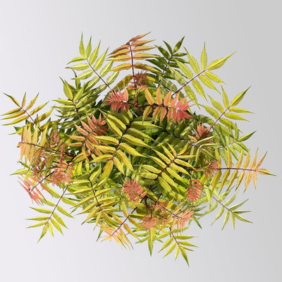 Niedrige Fiederspiere, Sorbaria sorbifolia 'Sem'(s), cremeweiß, Topf 5 l