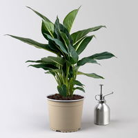 Dieffenbachie 'Green Magic', Topf-Ø 17cm, inkl. Übertopf Byron