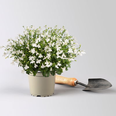 Männertreu hängend, weiß, Topf-Ø 12 cm, 6 Pflanzen