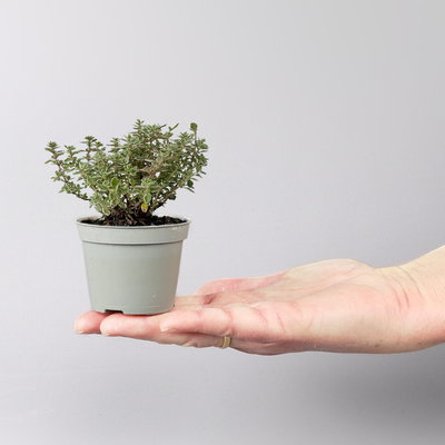 Silverland Mix Mini, silber-grau, Topf-Ø  7 cm, 12 Pflanzen