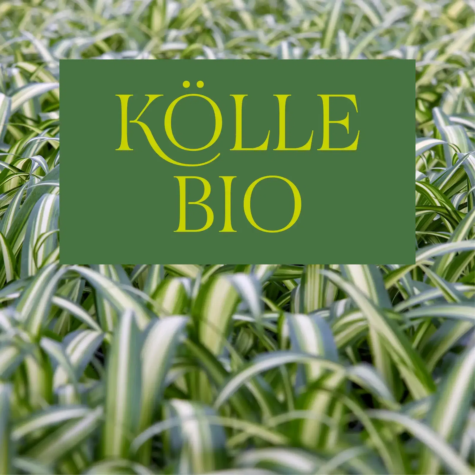 Kölle Bio Sortiment Kölle Bio Sortiment