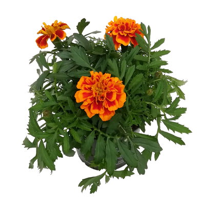 Tagetes, Farbe zufällig, Topf-Ø 13 cm, 6 Pflanzen