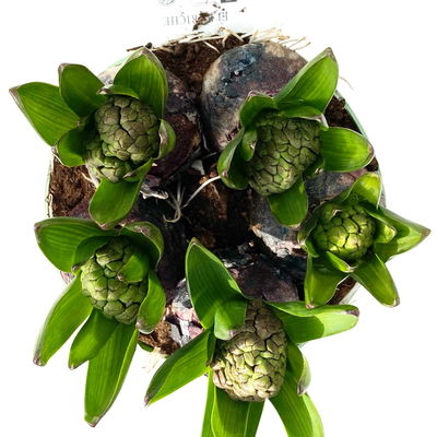 Hyazinthe 'Trio', rosa-weiß-blau, vorgetrieben, Topf-Ø 15 cm, 3 Pflanzen Hyazinthe 'Trio', rosa-weiß-blau, vorgetrieben, Topf-Ø 15 cm, 3 Pflanzen