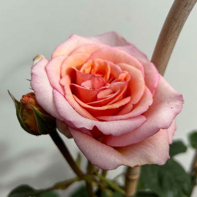 Duftende Edelrose 'Kölle's Duftsommer'®, Doppelbogen, Topf 7,5 Liter Duftende Edelrose 'Kölle's Duftsommer'®, Doppelbogen, Topf 7,5 Liter