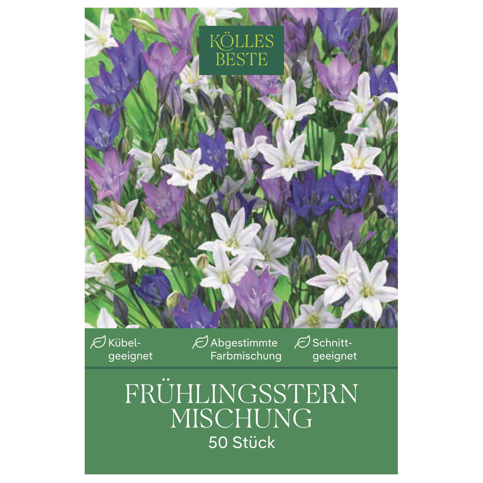Kölles Beste Frühlingsstern Mischung, Größe 5+, 50 Blumenknollen