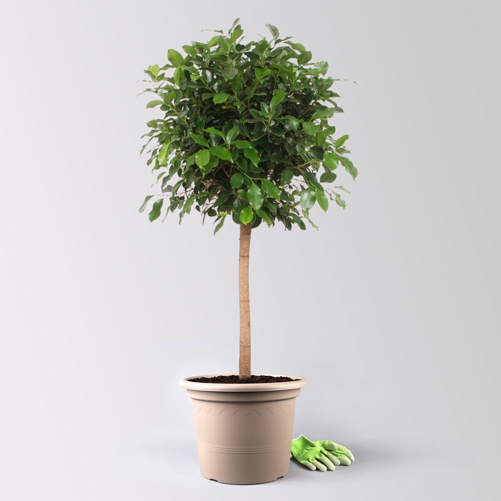 Lorbeerfeige, Stamm, Topf-Ø 34 cm, Höhe ca. 140 cm