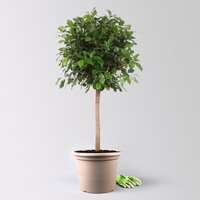 Lorbeerfeige, Stamm, Topf-Ø 34 cm, Höhe ca. 140 cm