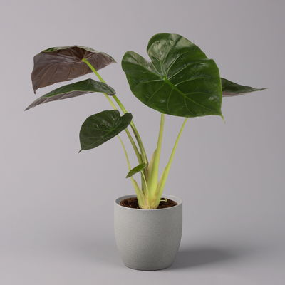 Alocasia 'Wentii', Topf-Ø 17 cm, Höhe ca. 60 cm