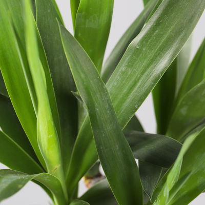 Palmlilie in Topf Dallas, Topf-Ø 17 cm, Höhe ca. 60-80 cm