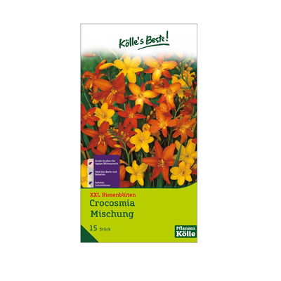 Köllle's Beste XXL Montbretien (Crocosmia) Mischung, 15 Blumenzwiebeln