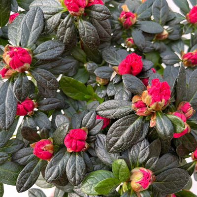 Azalee, Stamm, Farbe zufällig, Topf-Ø 13cm, Höhe ca. 45 cm, 2 Pflanzen Azalee, Stamm, Farbe zufällig, Topf-Ø 13cm, Höhe ca. 45 cm, 2 Pflanzen