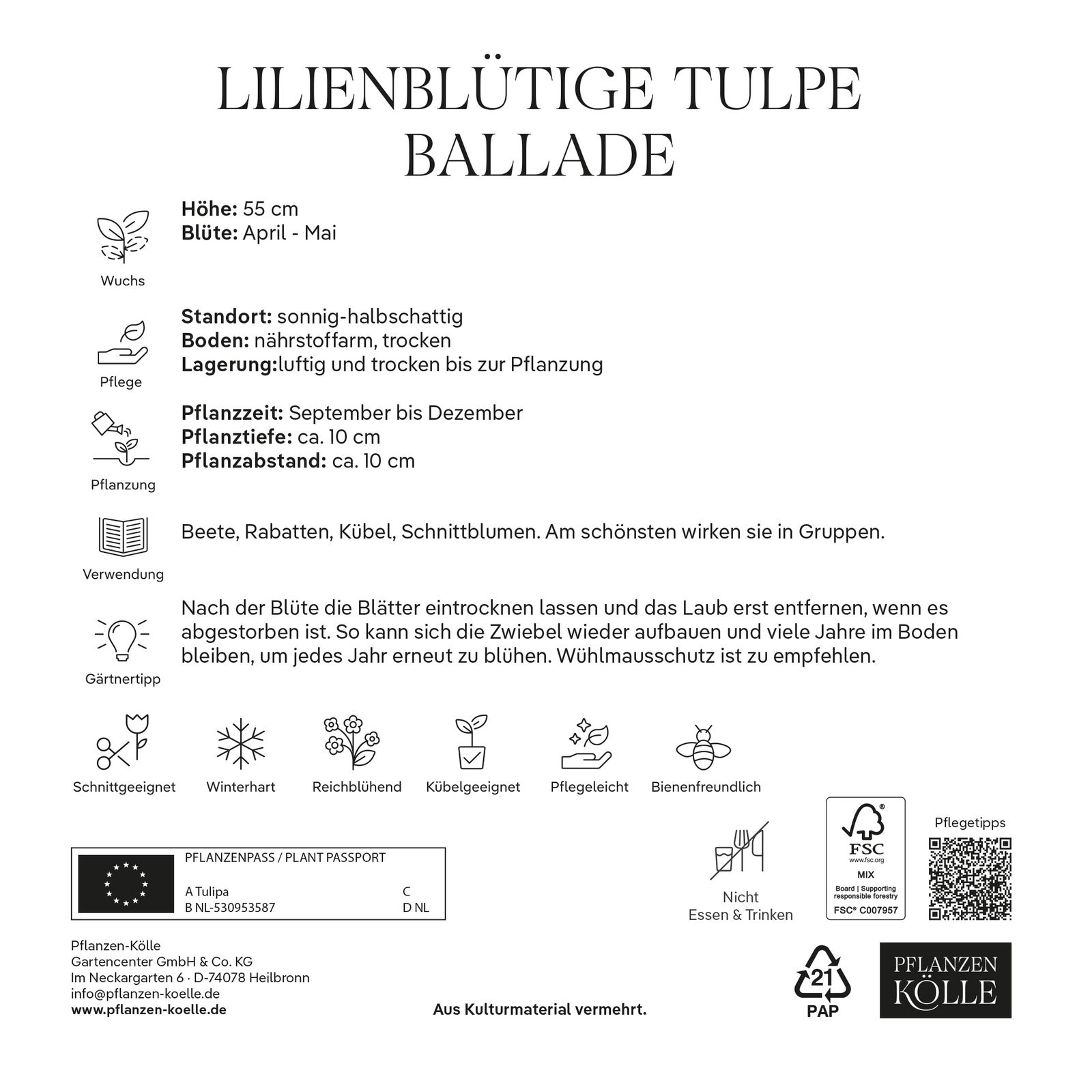 XXL Lilienblütige Tulpen Ballade violett/weiß, 7 Blumenzwiebeln