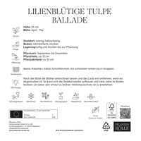 XXL Lilienblütige Tulpen Ballade violett/weiß, 7 Blumenzwiebeln