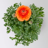 Ranunkel, orange, Topf-Ø 13 cm, 6 Pflanzen