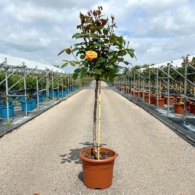 Stammrose 'Westzeit®', Beetrose, Stammhöhe 60cm im 7,5 Liter Topf