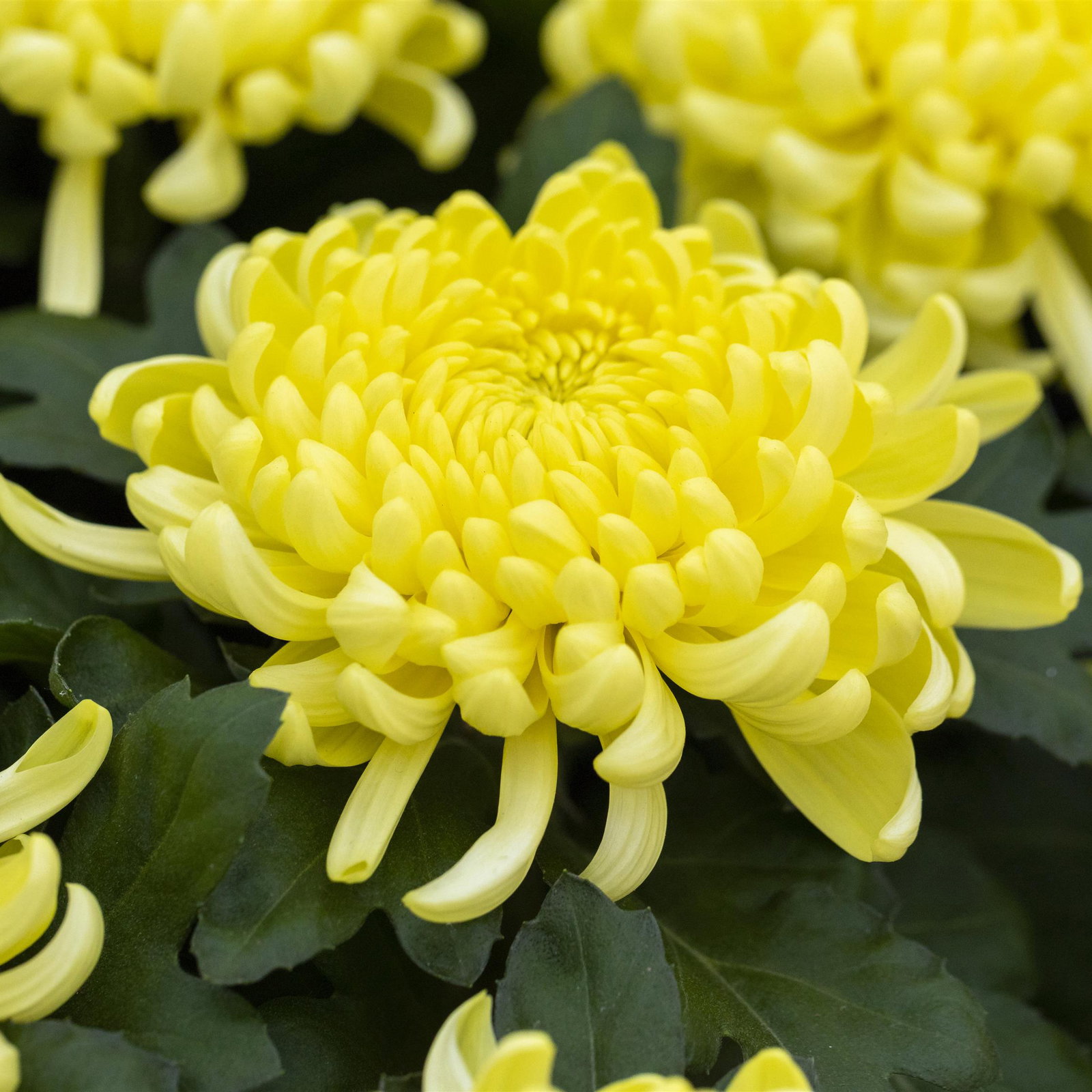 Chrysantheme 'Cosmo', gelb, großblumig, Topf-Ø 12 cm, 3 Pflanzen Chrysantheme 'Cosmo', gelb, großblumig, Topf-Ø 12 cm, 3 Pflanzen
