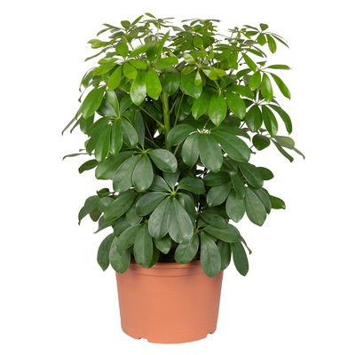 Schefflera arboricola 'Nora', Topf-Ø 21 cm, Höhe ca. 55 cm Schefflera arboricola 'Nora', Topf-Ø 21 cm, Höhe ca. 55 cm