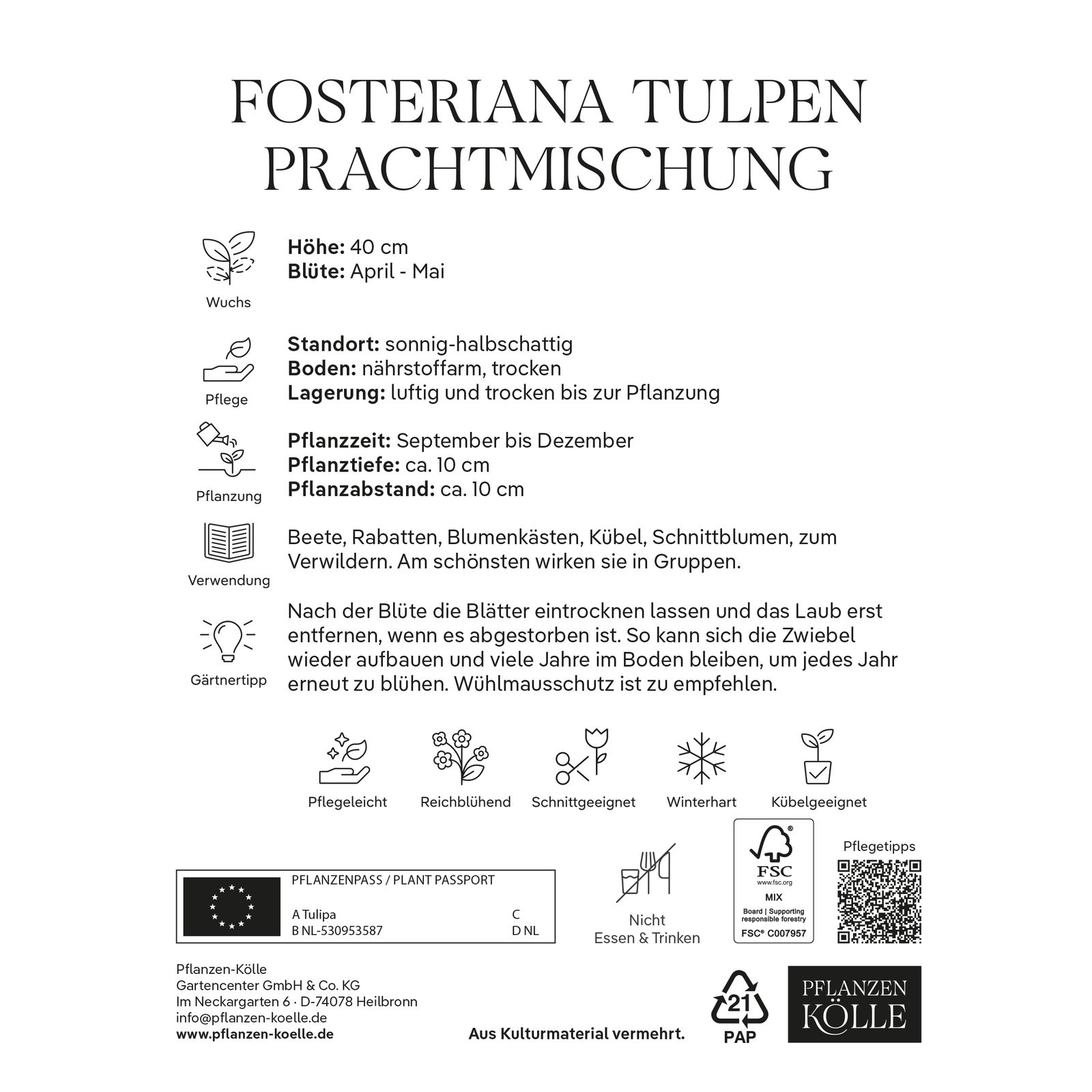 Fosteriana Tulpen Prachtmischung, 20 Blumenzwiebeln