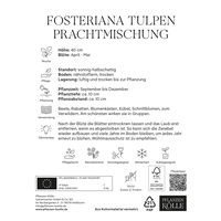 Fosteriana Tulpen Prachtmischung, 20 Blumenzwiebeln
