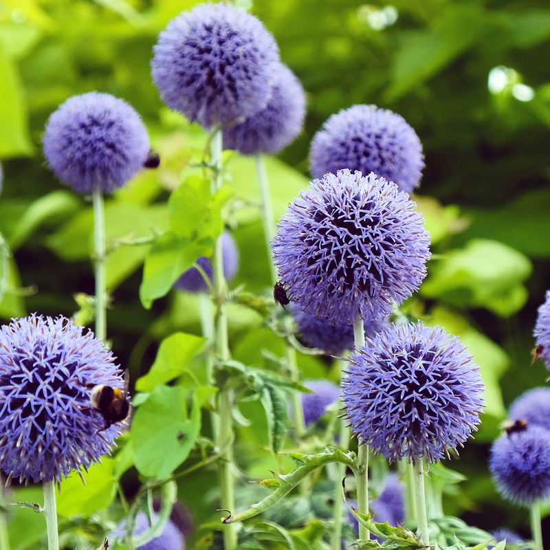 Kugeldistel 'Taplow Blue' blau, TopfØ 11 cm, 3erSet kaufen│ Pflanzen