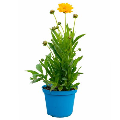 Bio Mädchenauge 'Sunray' sonnengelb, Topf 11x11 cm, 3 Pflanzen Bio Mädchenauge 'Sunray' sonnengelb, Topf 11x11 cm, 3 Pflanzen