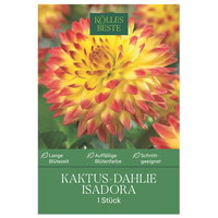 Kölles Beste Kaktus-Dahlie 'Isadora' gelb/orange, 1 Blumenknolle