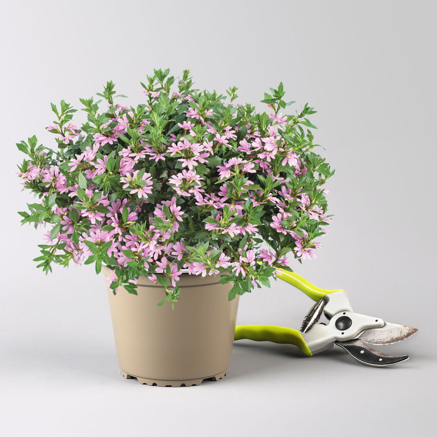 Fächerblume 'Blessing™ Pink' rosa, Topf-Ø 13/14 cm, 4er-Set