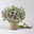 Fächerblume 'Blessing™ Pink' rosa, Topf-Ø 13/14 cm, 4er-Set
