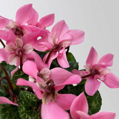 Alpenveilchen Mini, rosa, schirmartig, Topf-Ø 6 cm, 10 Pflanzen Alpenveilchen Mini, rosa, schirmartig, Topf-Ø 6 cm, 10 Pflanzen