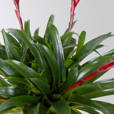 Vrisea 'Astrid', rot, Topf-Ø 12 cm, Höhe ca. 35 cm Vrisea 'Astrid', rot, Topf-Ø 12 cm, Höhe ca. 35 cm
