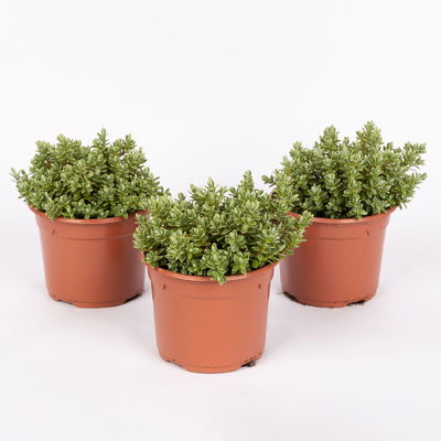 Strauchveronika 'Topiaria Silver', 3er-Set, Topf 12 cm Ø