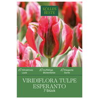 Viridiflora Tulpen Esperanto rot/grün, 7 Blumenzwiebeln