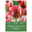 Viridiflora Tulpen Esperanto rot/grün, 7 Blumenzwiebeln Viridiflora Tulpen Esperanto rot/grün, 7 Blumenzwiebeln