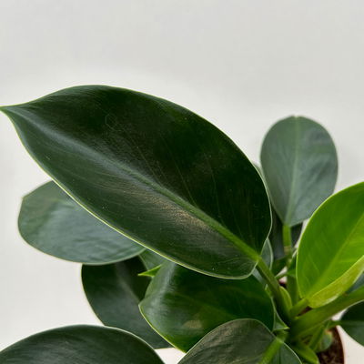 Philodendron 'Green Princess', inkl. Übertopf Dallas weiß, Topf-Ø 12cm