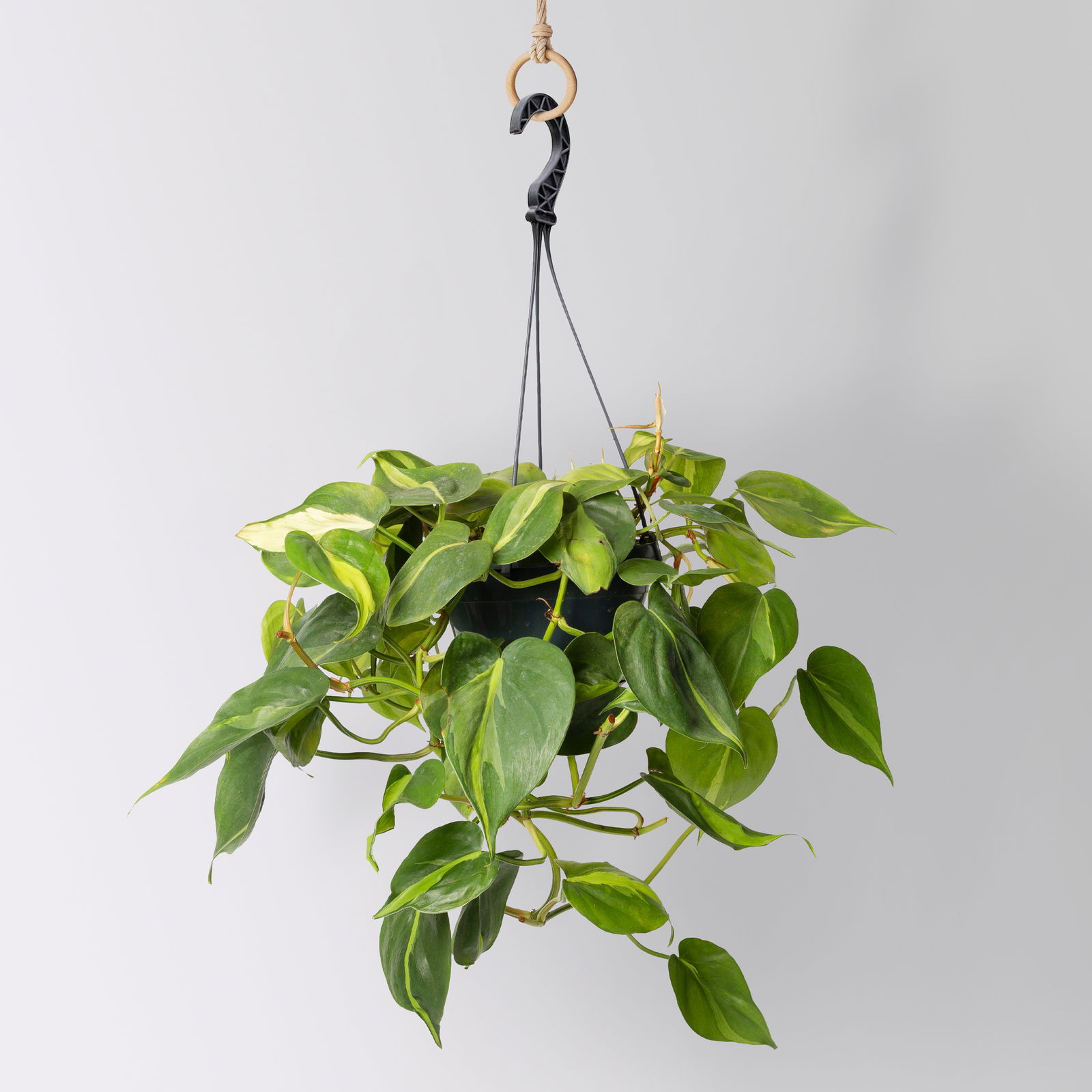 Grünpflanzen-Set Buntes-Trio, Hängeampel-Ø 15 cm, 3 Pflanzen