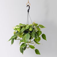 Grünpflanzen-Set Buntes-Trio, Hängeampel-Ø 15 cm, 3 Pflanzen