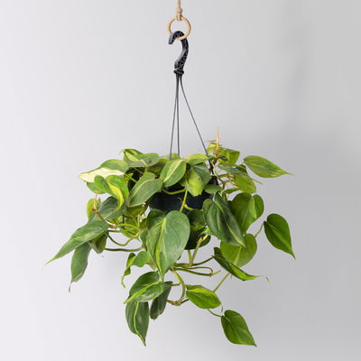 Grünpflanzen-Set Buntes-Trio, Hängeampel-Ø 15 cm, 3 Pflanzen