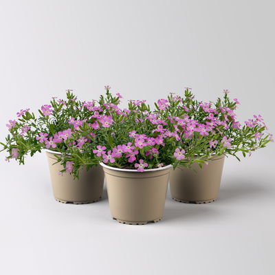 Polster-Seifenkraut 'Bressingham Pink', rosa, Topf-Ø 12 cm, 3 Pflanzen