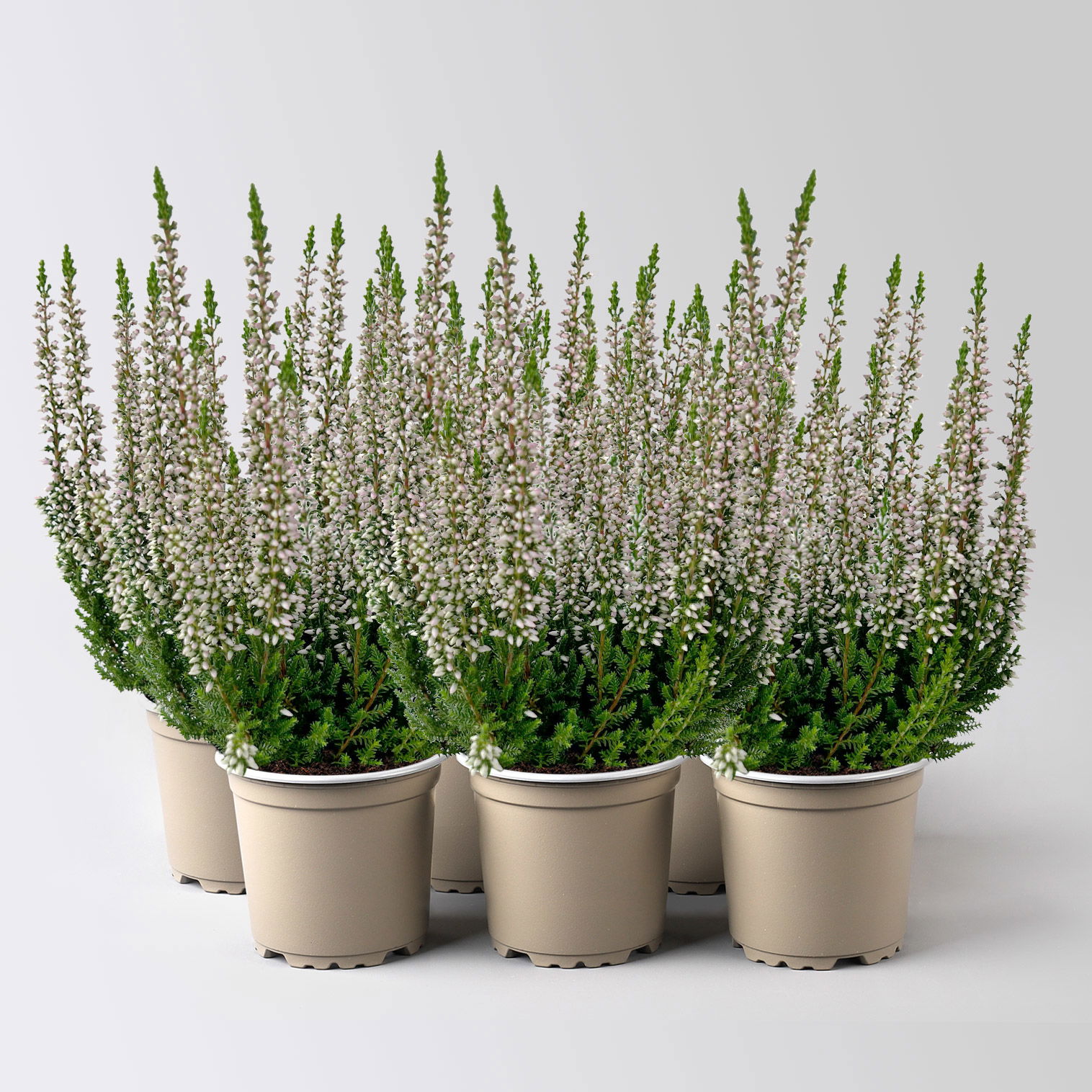 Knospenheide Mini, rosa, Topf-Ø 6 cm, 6 Pflanzen